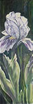 Iris 1