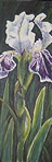 Iris 2