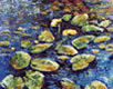 Waterlilies in Blue Water